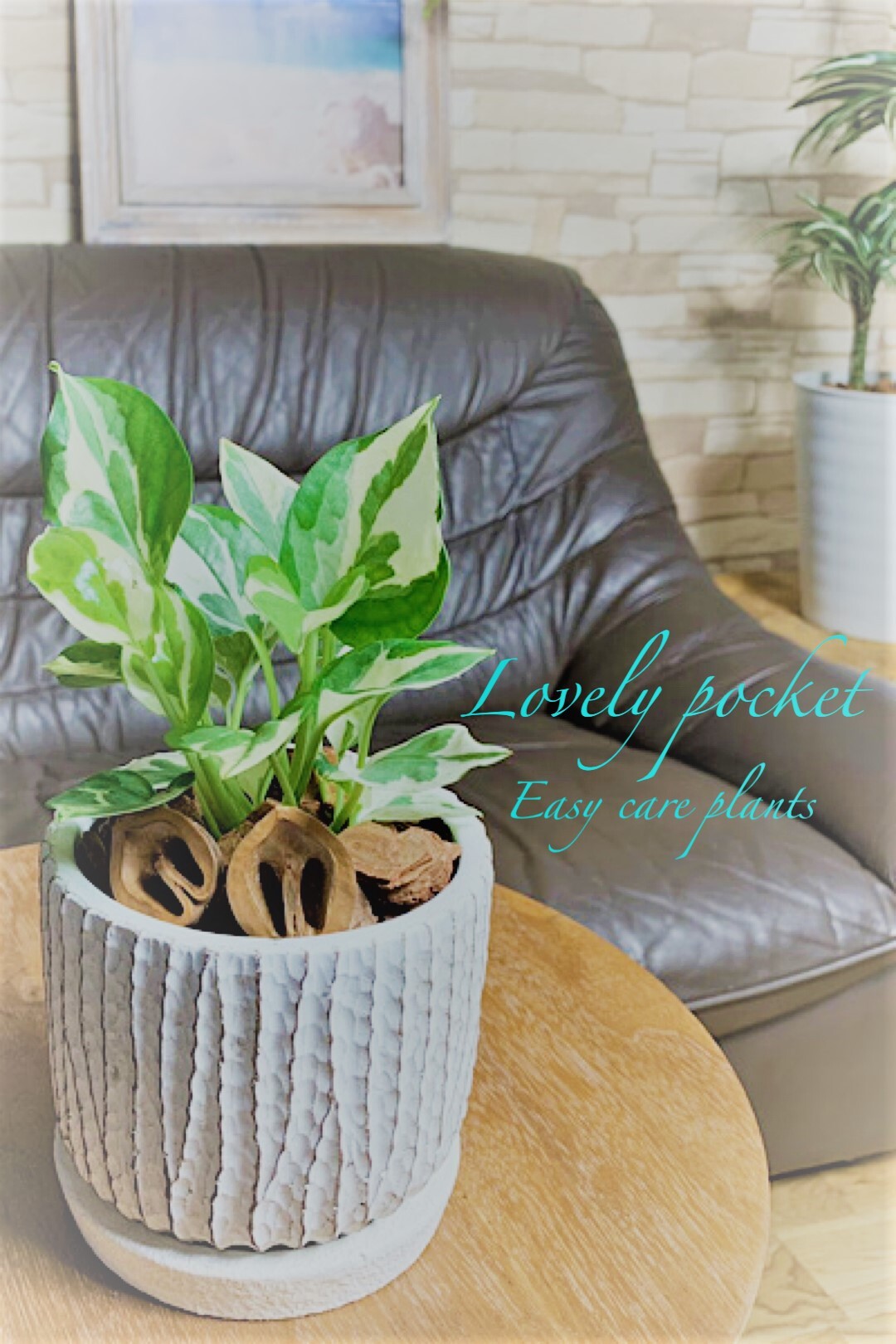 事業内容 可愛い観葉植物屋ラブリーポケット Lovely Pocket